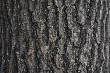 Obraz premium Tree bark with textured surface background