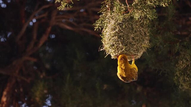 Cape weaver bird hitting nest on tree branch tropical wildlife nature animal exotic forest sun leaf foliage habitat outdoor wild rainforest scenery environment feather flying birdlife