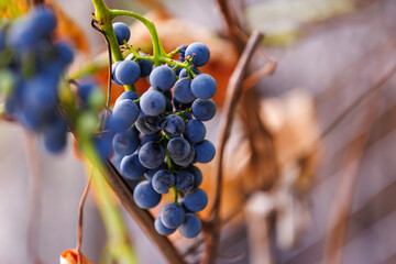 Vineyard harvest grapes in autumn nature. Vineyard grapes in bright autumn light, symbol of...