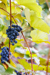 Seasonal harvest grapes for wine production. Fresh grape bunch illuminated by light, symbol of seasonal harvest and traditional viticulture.