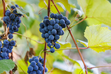 Vineyard detail with ripe grape bunch. Ripe grapes growing on vine, symbol of farming, winemaking and eco-friendly lifestyle.