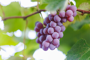 Grapes ripening in vineyard with blurred background. Grape cluster in rural vineyard, symbol of farming, nature and organic harvest.