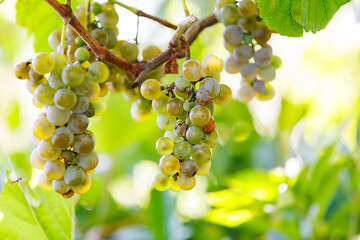 Vineyard row with grapevines full of fruit. Vineyard row with grapevines and ripe clusters, symbol of cultivation, wine industry, and harvest.