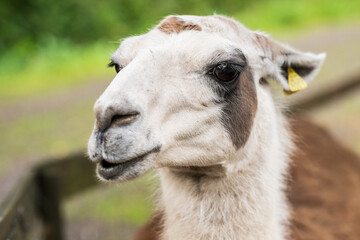 Llama head closeup with natural forest background.