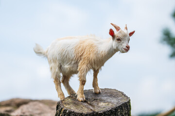 Young goat standing proudly on tree stump.