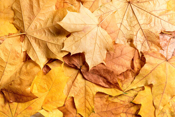 Autumn yellow maple leaves as background