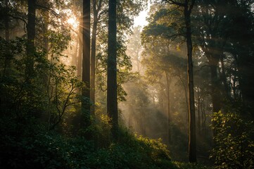 Obraz premium Breathtaking view of a woodland area in the heart of an island