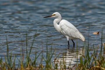 Fototapeta premium The cattle egret (Bubulcus) is a worldwide genus of heron (family Ardeidae) inhabiting tropical, subtropical, and warm temperate regions.