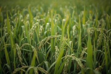 Obraz premium Close-up of rice grains in lush green farmland with bokeh effect