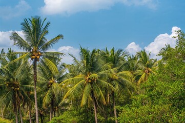 Obraz premium Breathtaking scenery featuring coconut and palm trees beneath a bright, clear sky
