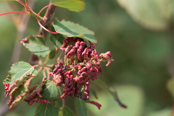 Mite galls of the species Aceria dispar