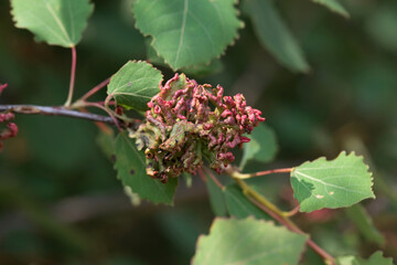 Mite galls of the species Aceria dispar