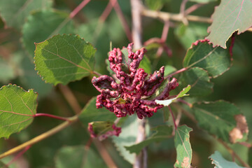Mite galls of the species Aceria dispar