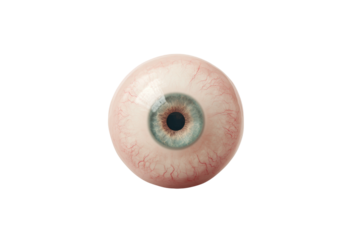 Realistic human eyeball with blue iris and detailed veins, cut out