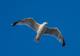 Seagull gliding in open sky with wings wide.