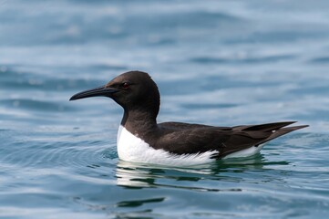 Fototapeta premium Thick-billed Murre standing by the ocean in summer