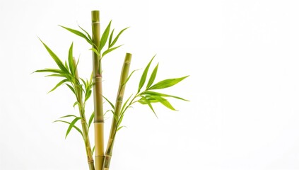 Fototapeta premium Three Lucky Bamboo Stalks Against a Plain White Background