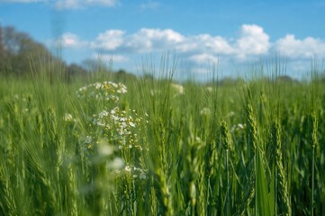 Obraz premium The Gorgeous Blooming Green Wheat Spike in Springtime