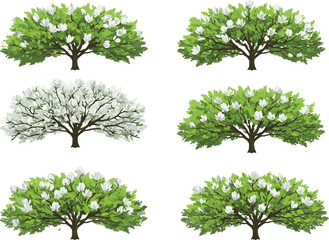 Obraz premium Magnolia tree illustrations, green foliage and white flowers, spring blooming trees, botanical clipart, decorative nature elements for design