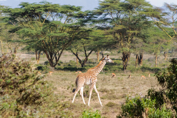 Giraffe in the wild nature. Giraff family in African savana on dry grass at safari game wild nature in Masai Mara, Amboseli, Samburu, Serengeti and Tsavo national parks of Kenya and Tanzania. Jiraff
