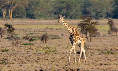 Giraffe in the wild nature. Giraff family in African savana on dry grass at safari game wild nature in Masai Mara, Amboseli, Samburu, Serengeti and Tsavo national parks of Kenya and Tanzania. Jiraff