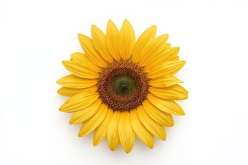 Yellow sunflower on a clean white backdrop. Symbol of the sun. Bright floral element, farming concept. Source of seeds and oil. Overhead perspective, flat composition. Organic and ecological theme.