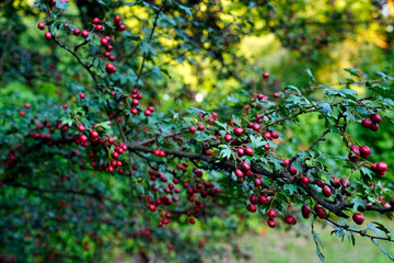 Red berries on hawthorn tree branch