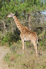 Giraffe in the wild nature. Giraff family in African savana on dry grass at safari game wild nature in Masai Mara, Amboseli, Samburu, Serengeti and Tsavo national parks of Kenya and Tanzania. Jiraff