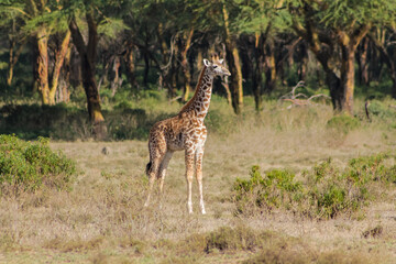 Giraffe in the wild nature. Giraff family in African savana on dry grass at safari game wild nature in Masai Mara, Amboseli, Samburu, Serengeti and Tsavo national parks of Kenya and Tanzania. Jiraff