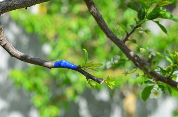 Grafting one plum variety to another