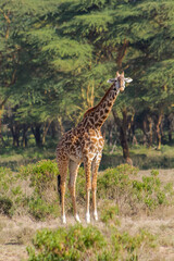 Giraffe in the wild nature. Giraff family in African savana on dry grass at safari game wild nature in Masai Mara, Amboseli, Samburu, Serengeti and Tsavo national parks of Kenya and Tanzania. Jiraff