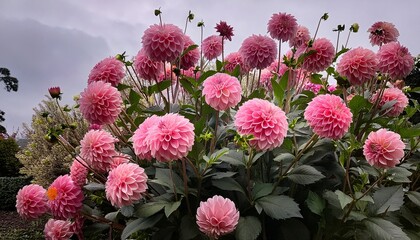 shrub adorned with large pink dahlias © James
