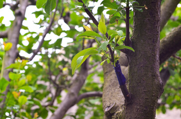 Grafting a new plum variety in spring