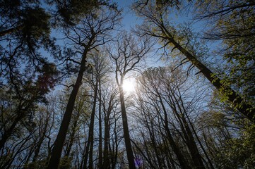 Sunlight Filtering Through Tall Tree Canopy in a Forest