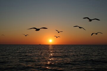 Fototapeta premium Morning seabirds flying at dawn over the water