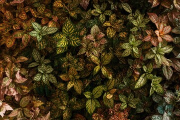 Fototapeta premium Bright and lively leaves showcasing various shades of green and deep hues adorned with detailed designs.