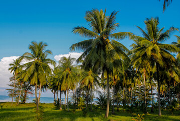 Fototapeta premium Cliffs, palm trees and sandy beach in Krabi, Thailand, with turquoise sea, limestone formations, and tropical vegetation under clear sky, showing coastal landscape travel destination in Andaman sea
