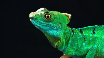green iguana on a black background