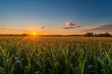 Golden cornfield under the evening sky, summer nature scene with sunset colors