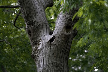 Fototapeta premium The upper section of a tree trunk forms an unusual figure resembling a running human