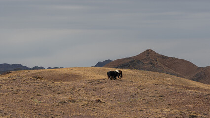 Serene scene of horses grazing in untouched Kazakh steppe, golden grasslands stretching to mountains.