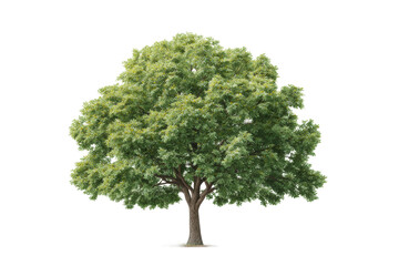 Lush green oak tree with dense foliage against black background, cut out