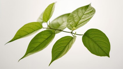 Fototapeta premium Fresh Tamarind Foliage Displayed Against a White Backdrop