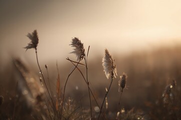 Obraz premium Captured on a chilly morning