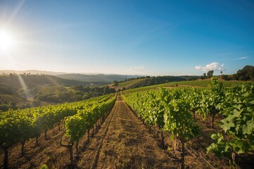 Fototapeta premium Vineyard bathed in sunlight amidst undulating terrain