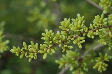 Spring's onset and the plant growth phase. Vibrant green, tiny alder leaves (Alnus incana) against a soft, natural backdrop.
