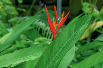 Abstract background with red heliconia flowers and green leaves. Nature and environment concept.