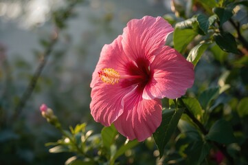 A Vibrant Pink Hibiscus Bloom in Summer
