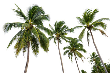 Palm Tree Close up Isolated  On White Background