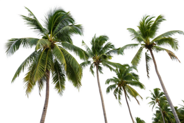 Palm Tree Close up Isolated  On White Background